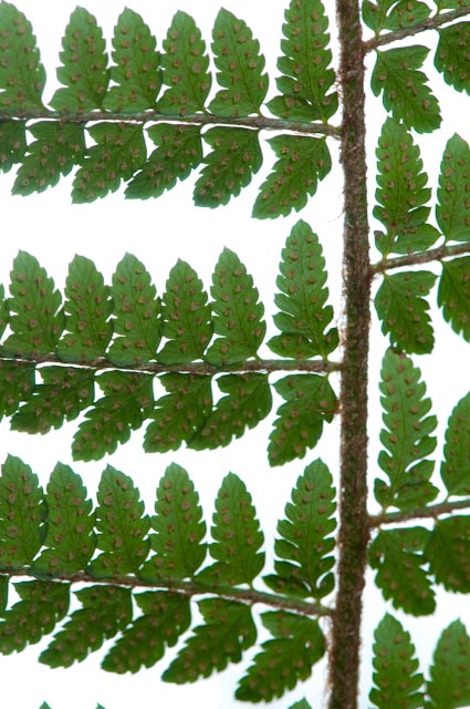 Polystichum setiferum